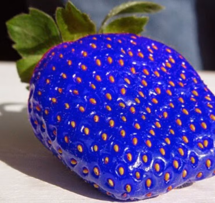 Được biết, dâu tây xanh dương nếu được bảo quản theo đúng quy trình sẽ tươi rất lâu. Chúng được bán với giá khoảng 120 - 150 USD (khoảng 2.900.000 - 3.600.000 đồng)/kg - khá cao do chúng vốn rất hiếm gặp.