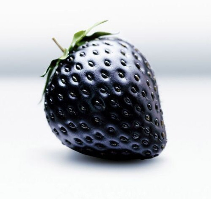 Tại nhiều quốc gia trên thế giới, giống dâu tây này được rất nhiều người ưa chuộng bởi hương vị vượt trội và năng suất cao.