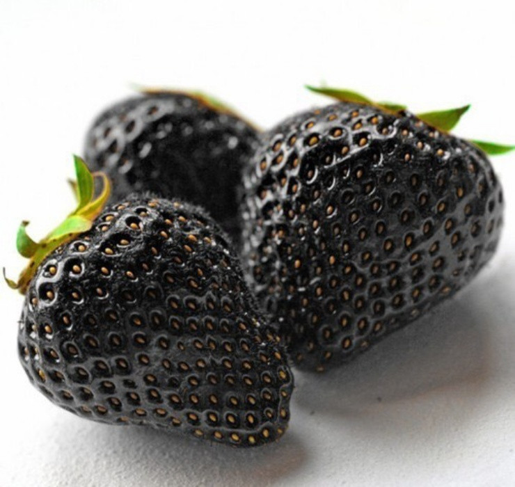 Ngoài dâu tây xanh dương còn có 1 loại dâu tây độc đáo không kém là dâu tây đen. Loại quả này nhìn từ xa rất dễ nhầm với quả mâm xôi. Tuy nhiên, dâu tây đen có vị ngọt và hương thơm vô cùng hấp dẫn, khác hẳn với vị chua nhẹ của mâm xôi.