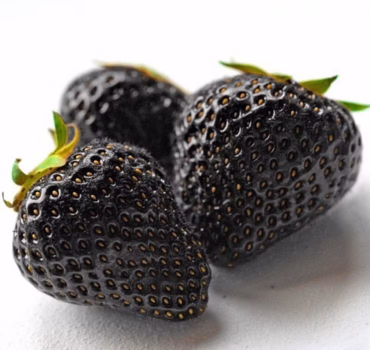 Ngoài dâu tây xanh dương còn có 1 loại dâu tây độc đáo không kém là dâu tây đen. Loại quả này nhìn từ xa rất dễ nhầm với quả mâm xôi. Tuy nhiên, dâu tây đen có vị ngọt và hương thơm vô cùng hấp dẫn, khác hẳn với vị chua nhẹ của mâm xôi.