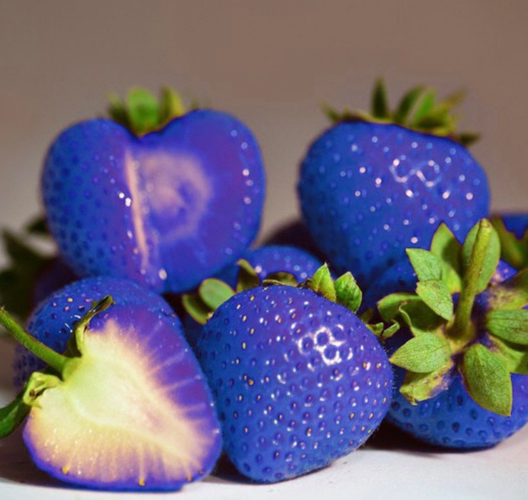 Được coi là giống dâu tây kỳ lạ nhất bởi màu sắc đặc biệt, dâu tây xanh dương khiến nhiều người nhầm tưởng chúng là tác phẩm của… màu nhuộm hoặc photoshop.