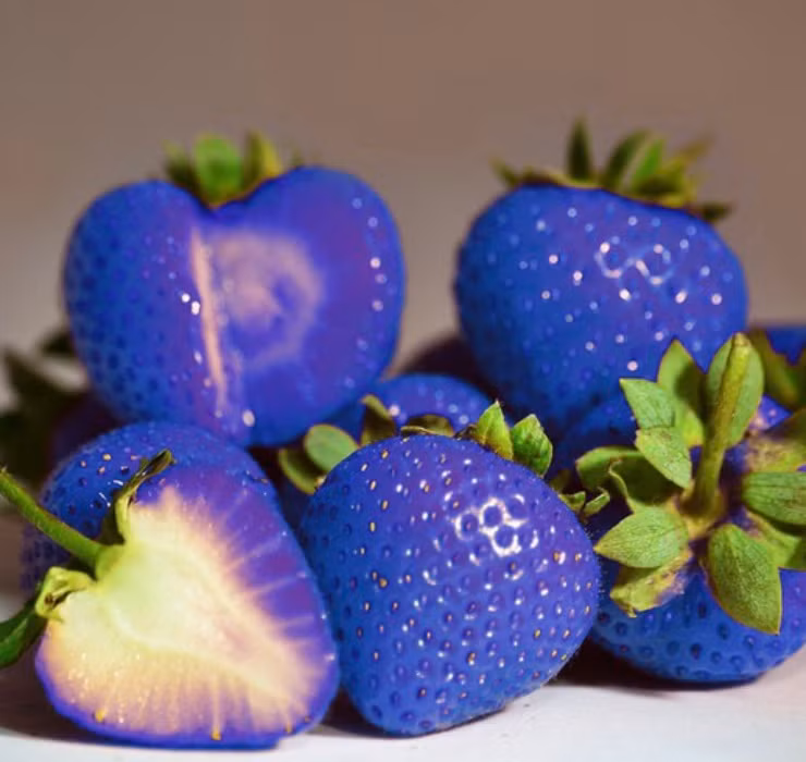Được coi là giống dâu tây kỳ lạ nhất bởi màu sắc đặc biệt, dâu tây xanh dương khiến nhiều người nhầm tưởng chúng là tác phẩm của… màu nhuộm hoặc photoshop.