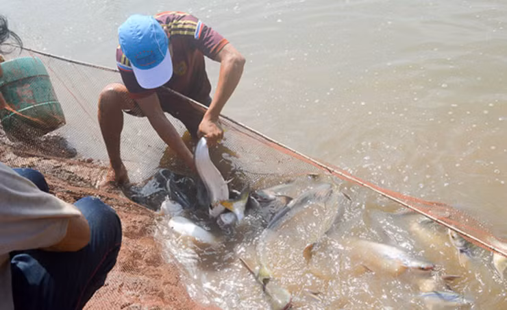 Ông Nguyễn Văn Kiệt (ở Sóc Trăng) nuôi 13.000 con giống nuôi trong 7.000m2 ao đất.