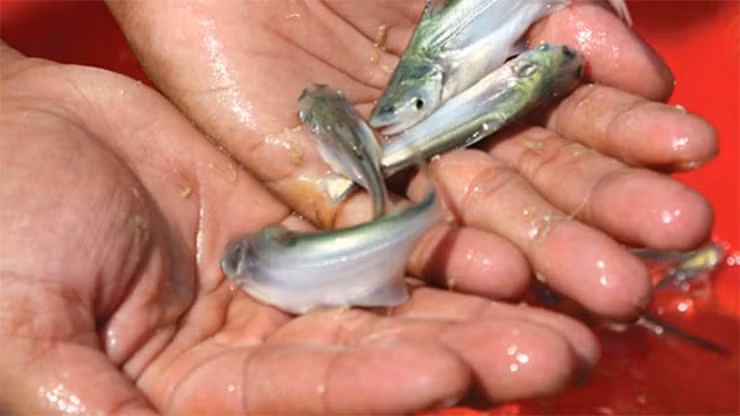 Cá bông lau thuộc loài di trú và là đặc sản của dòng sông Mekong, hiện được xếp vào loại quý hiếm.