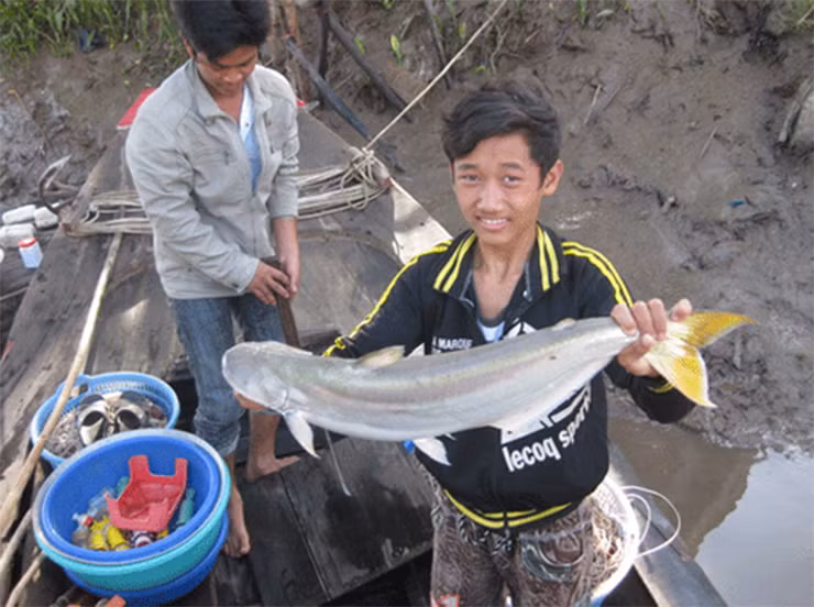 Gần đây, một số người dân sử dụng con giống bắt từ tự nhiên thuần dưỡng và nuôi trong ao đất. Loại cá này vốn rất nhát, mỗi khi ao nuôi có động tĩnh gì là chúng bỏ ăn vài ngày, thậm chí có khi đến nửa tháng