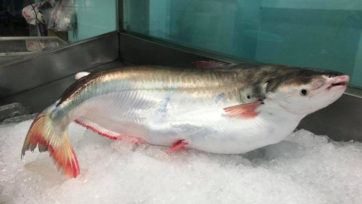 Loài cá này là loài hệ da trơn, có tên khoa học là Pangasius Krempfy, thuộc chi cá tra