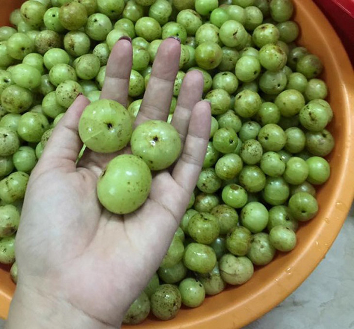 Thu moc dai o Viet Nam nay hai ban 200.000 dong/kg kiem tien nhanh gon-Hinh-3