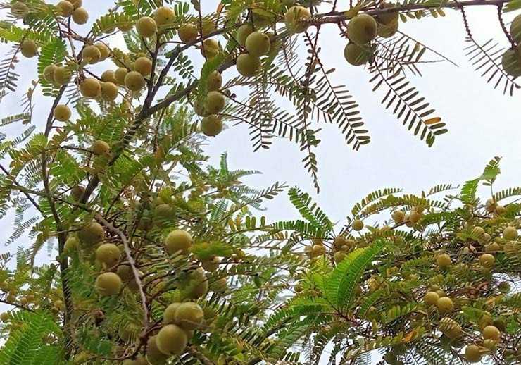 Thu moc dai o Viet Nam nay hai ban 200.000 dong/kg kiem tien nhanh gon-Hinh-2