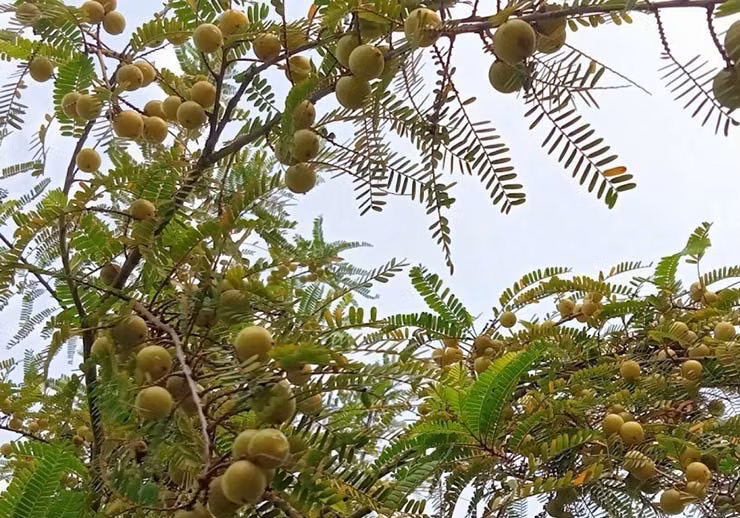 Thu moc dai o Viet Nam nay hai ban 200.000 dong/kg kiem tien nhanh gon-Hinh-2