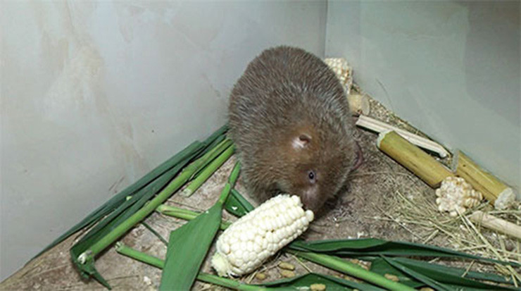 Đây là con dúi. Mấy năm gần đây, dúi mang lại giá trí kinh tế cao, nhiều người thu mua dúi giống và dúi thịt với giá đắt đỏ