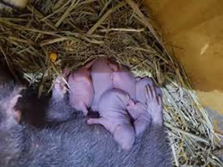 Nhận thấy thế, nhiều hộ dân ở các vùng miền đã mở rộng mô hình nuôi dúi