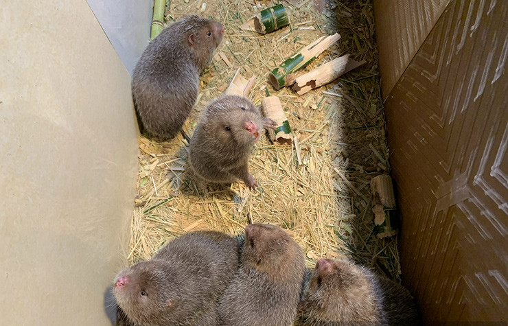 Ông Nguyễn Văn Thắng (ở huyện Như Thanh, tỉnh Thanh Hóa) có 4 khu chuồng trại có diện tích trên 200m2 để nuôi khoảng 500 con dúi. Sau 3 - 4 tháng nuôi có thể bán làm giống và 10 tháng trở đi có thể xuất bán thịt.