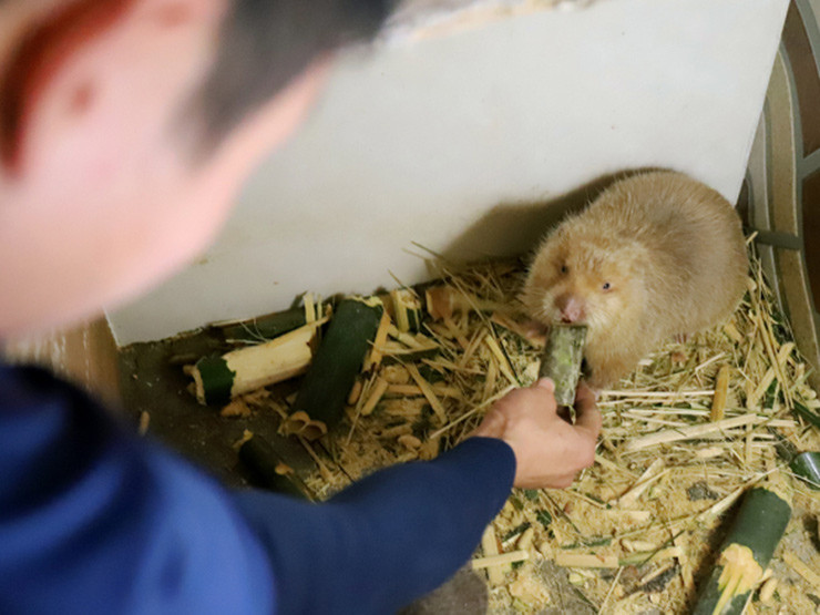 Thịt dúi là món đặc sản có giá khá đắt, có thể chế biến thành nhiều món đặc trưng như dúi nướng lá mắc mật, dúi nấu giả cầy, núi treo gác bếp, núi xào mầm thảo quả…