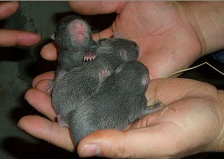 Mỗi ngày chỉ cần cho dúi ăn một lần vào chiều tối, không nên cho ăn quá nhiều khiến con vật tích lũy quá nhiều mỡ.