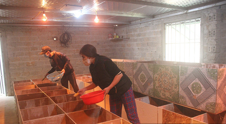 Giá bán một cặp dúi giống là 1,4 triệu đồng và dúi thịt khoảng 600 nghìn đồng/kg. Năm 2021, ông Thắng thu 200 triệu đồng sau khi đã trừ tất cả các chi phí