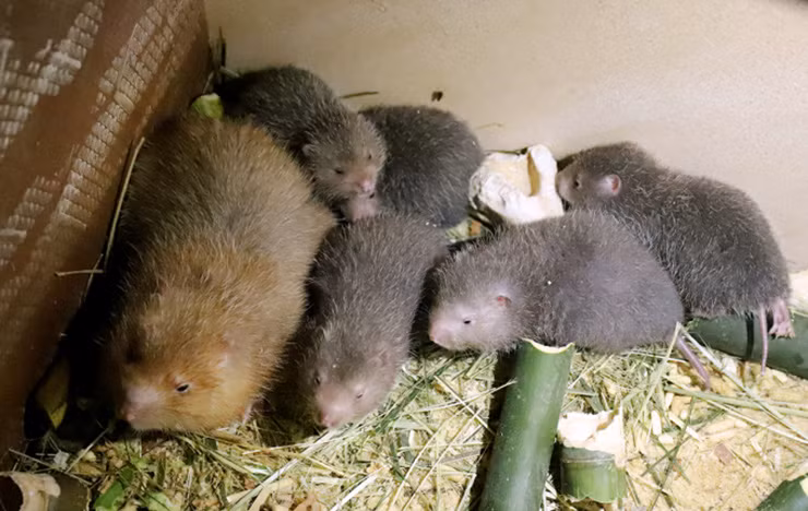 Trên MXH cũng xuất hiện nhiều hội nhóm chia sẻ kinh nghiệm cho những ai mới bắt đầu nuôi con vật này