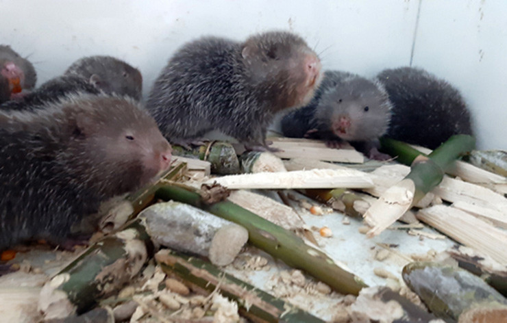 Năm 2015, vợ chồng chị Đào Thị Hiền Lương (ở Bắc Ninh) học tập mô hình nuôi dúi của một người bạn. Từ năm 2018 trở đi, gia đình chị bắt đầu có lãi, một năm thu về hơn 300 triệu đồng tiền bán dúi giống và thương phẩm, sau khi trừ các chi phi lời khoảng 200 triệu đồng.