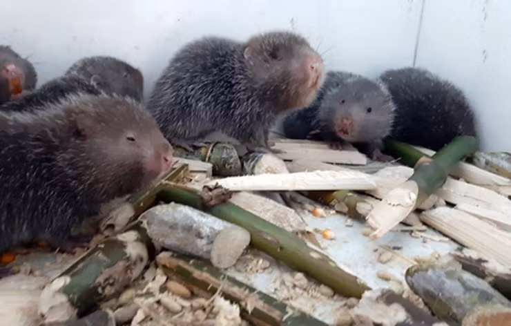 Năm 2015, vợ chồng chị Đào Thị Hiền Lương (ở Bắc Ninh) học tập mô hình nuôi dúi của một người bạn. Từ năm 2018 trở đi, gia đình chị bắt đầu có lãi, một năm thu về hơn 300 triệu đồng tiền bán dúi giống và thương phẩm, sau khi trừ các chi phi lời khoảng 200 triệu đồng.