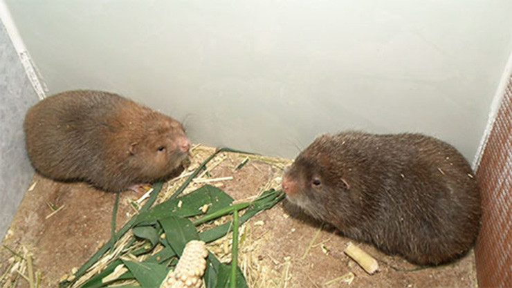 Loai la o Viet Nam ca doi khong uong nuoc, la dac san kiem hang tram trieu/nam