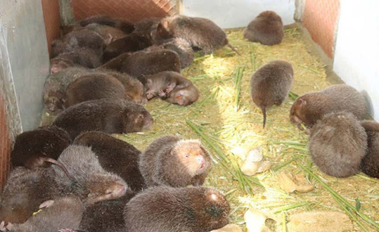 Lòai dúi rất nhát, chúng không thích tiếng động, không ưa ánh sáng mặt trời chiếu trực tiếp. Điểm đặc biệt là loài này cả năm không uống nước