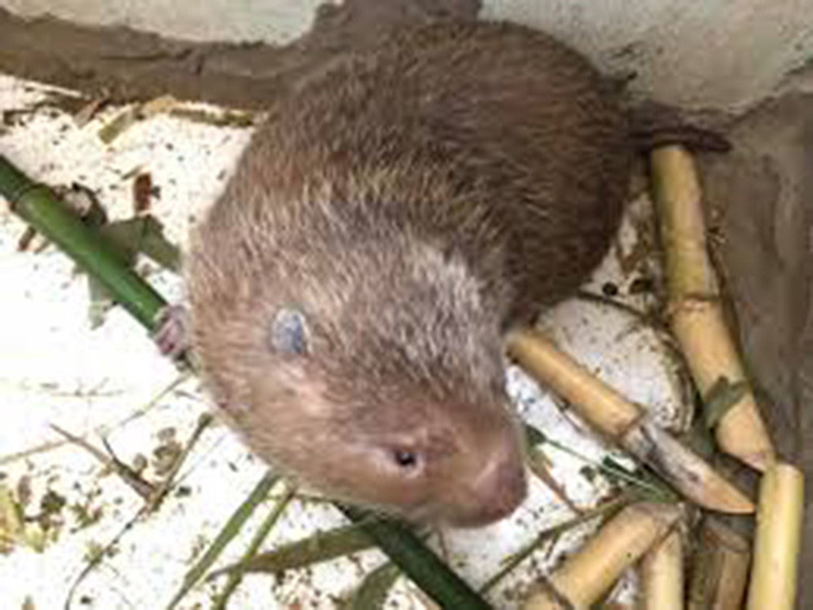 Mỗi năm dúi mẹ sinh 3 - 4 lứa, mỗi lứa từ 3 - 5 con. Thời gian sinh sản của dúi rất ngắn, kể từ khi giao phối đến khi sinh sản là 45 ngày. Sau 3 - 4 tháng nuôi có thể bán làm giống và 10 tháng trở đi có thể xuất bán thịt.