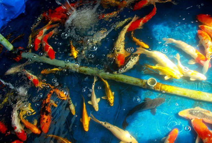 Trong một đàn cá Koi, có đủ 3 yếu tố là vàng, đỏ, đen thì mới tượng trưng cho sự hài hòa âm - dương.