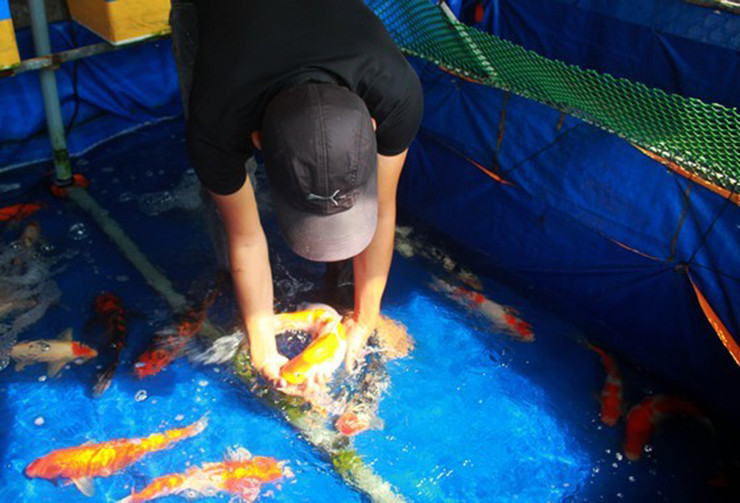 Theo quan niệm của nhiều người, nhà nào nuôi được cá Koi khỏe mạnh, to đẹp và sống lâu thì được xem là ngôi nhà có phong thủy tốt, công việc làm ăn hứa hẹn gặp nhiều thuận lợi.