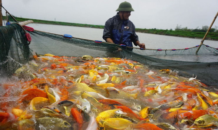 Anh cho biết, kỹ thuật nuôi cá koi cũng giống như các loại cá truyền thống khác của Việt Nam, nên tương đối dễ nuôi, mà giá bán lại cao gấp 3 - 4 lần so với cá bình thường