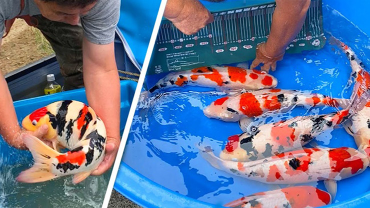 Nhờ nuôi cá Koi mô hình của anh Vũ Văn Quân (Kiến Thụy, Hải Phòng) bán ra thị trường khoảng hơn 5 tấn cá Koi, mỗi kg có giá 250.000 đồng, trừ hết chi phí lãi 500 triệu đồng.