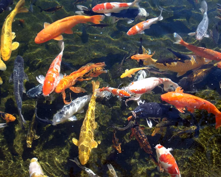 Theo khảo sát, cá Koi có giá dao động từ khoảng 170.000 đến gần 3 triệu đồng/con tùy vào chủng loại và màu sắc hình thể. Nếu cá nhập trực tiếp từ Nhật có giá cao hơn có thể lên đến vài chục triệu đồng/con