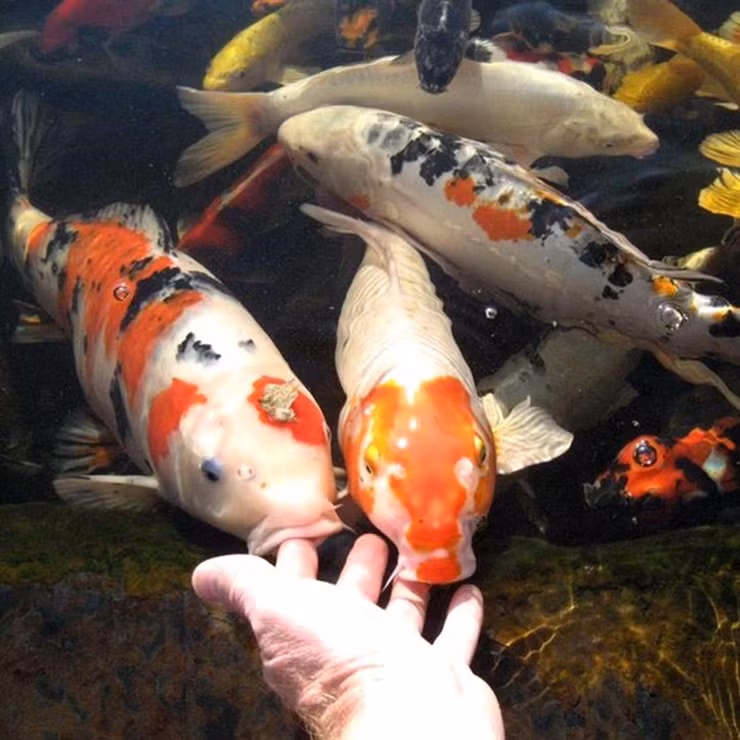 Loai ca song dai ca the ki, nhieu nguoi Viet nuoi co tram trieu 