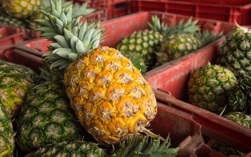 Cach chon dua tuoi ngon, chin ngot lim, an khong rat luoi