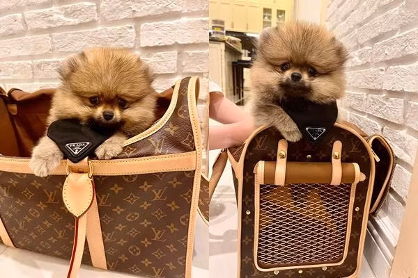 Nu dai gia quan 7 Doan Di Bang dung tui hieu 400 trieu dung cho cung-Hinh-3