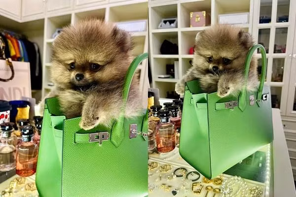 Nu dai gia quan 7 Doan Di Bang dung tui hieu 400 trieu dung cho cung-Hinh-2