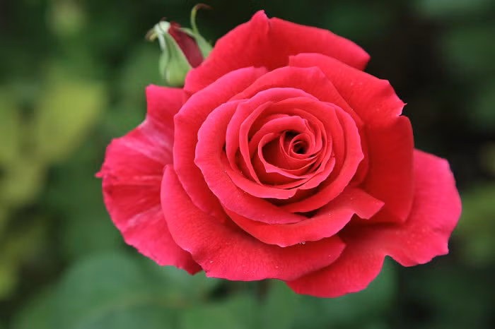 Cuoi thang 4 Am lich, 3 con giap tien tai den tay-Hinh-3