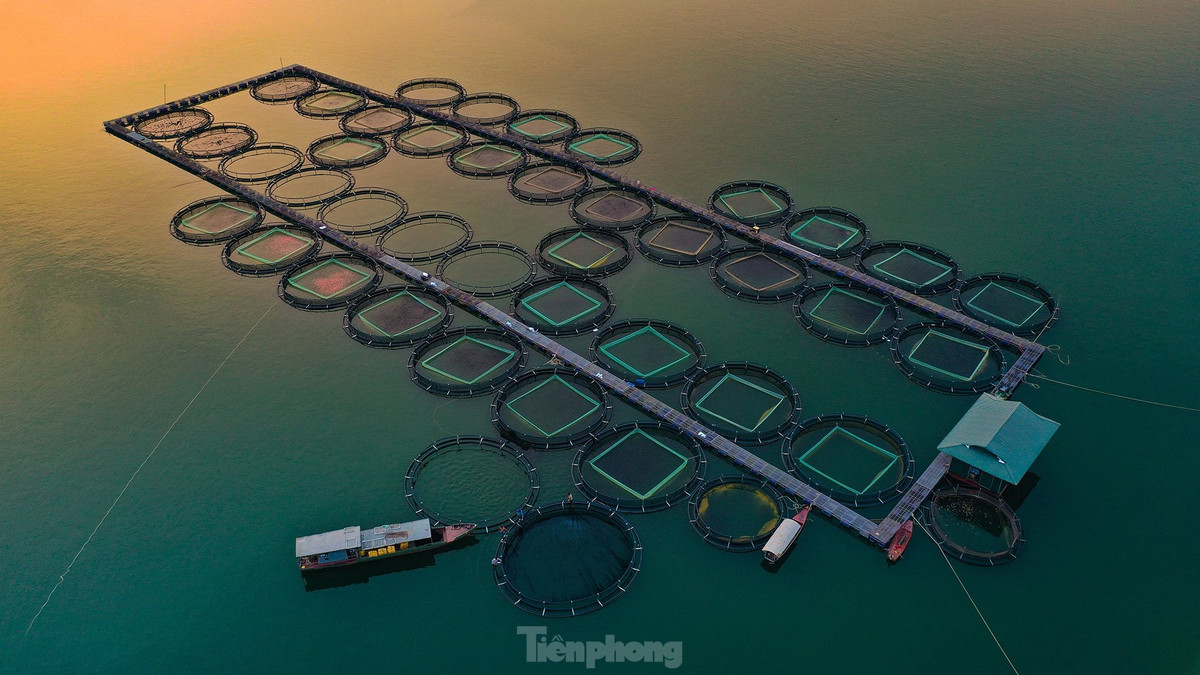 Ở khu vực giữa lòng hồ, do mực nước xuống thấp, các hộ nuôi cá lồng, bè lo lắng cá sẽ thiếu ô-xy, ngạt khí chết nếu tình trạng trên còn kéo dài.