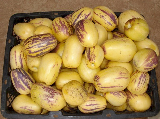 Độc lạ loại dưa hấu tí hon mang nhiều vị trái cây Doc la loai dua hau ti hon mang nhieu vi trai cay