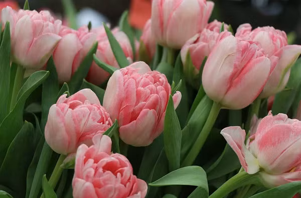 Cuoi thang 6, 3 con giap cuoi rong dap may, no ne tien cua-Hinh-2