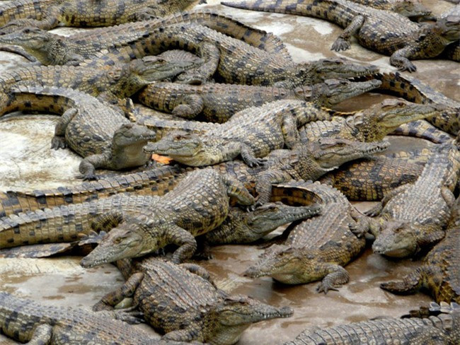 Dưới dòng sông Zambezi có rất nhiều cá sấu hung dữ, chẳng ai dám bén mảng xuống dưới nước.