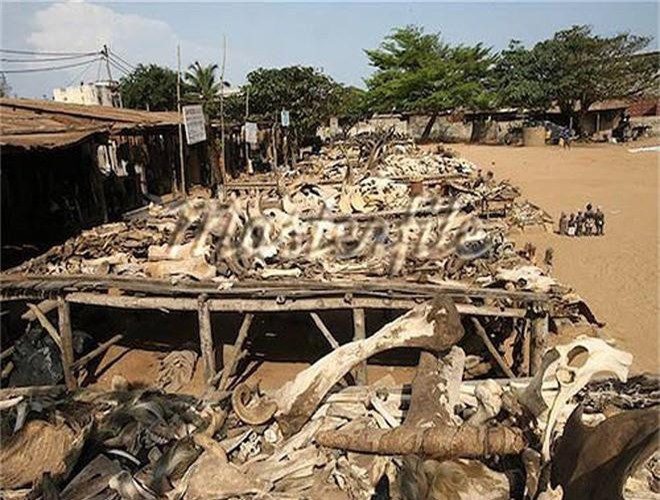 ##sc### Akodessewa được mệnh danh là chợ buôn bán các loại đồ vật dùng để cúng tế lớn nhất thế giới với rất nhiều thứ đồ từ lạ mắt cho đến quái dị và ghê rợn. 