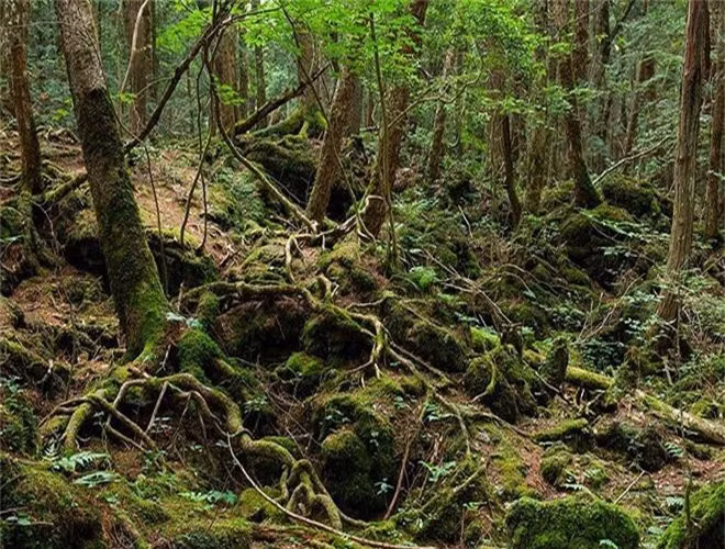  8. Rừng Aokigahara, Nhật Bản: từ những năm 1950, hơn 500 người đã tới chân núi Phú Sĩ để tự sát. 