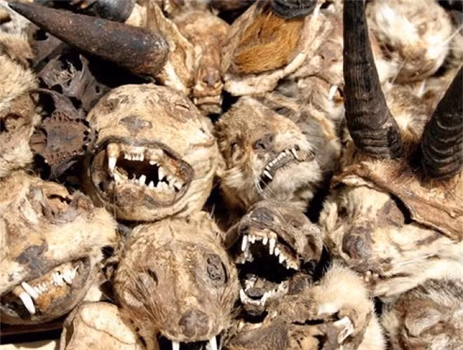  Chợ bày bán la liệt đầu lâu cũng như các bộ phận trên cơ thể các loài động vật khác nhau như cá sấu, tinh tinh, mèo, báo, hổ, linh dương, khỉ, kền kền, cú mèo, rắn… 