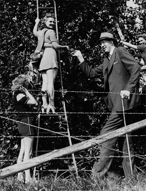 obert Pershing Wadlow thăm một vườn cam ở Miami, Florida năm 1940.