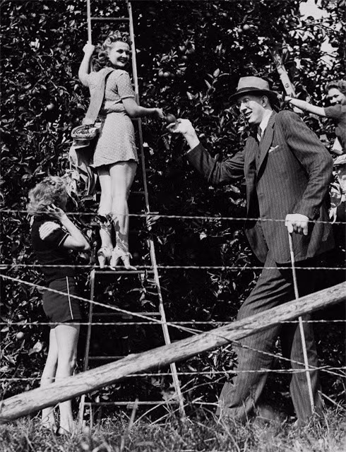 Robert Pershing Wadlow thăm một vườn cam ở Miami, Florida năm 1940. 