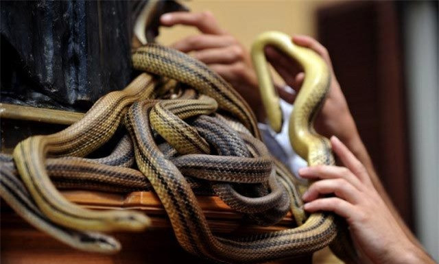 Tuy nhiên, lễ hội "độc, lạ" cũng được tin bắt nguồn từ việc thờ cúng nữ thần rắn La Mã Angitia, một phong tục cổ xưa của người dân miền trung Italia.