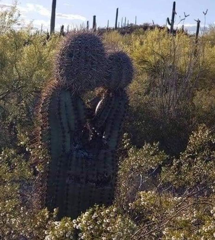  Cây xương rồng trông giống như một cặp đôi đang hôn nhau. 