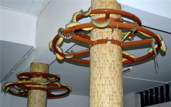 Ngày nay, số lượng rắn được cho là đang suy giảm do môi trường sống tự nhiên của chúng bị xáo trộn. Tuy nhiên, trong các lễ hội, bạn vẫn sẽ thấy nhiều con rắn ngang nhiên di chuyển trong đền. Chúng thường cuộn tròn trên bàn thờ, quấn quanh xà, các bức tranh, khung ảnh treo tường. Ảnh: PenangTapestry. 