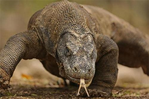 Indonesia được biết đến là xứ sở của loài rồng Komodo, một thành viên của họ kỳ đà, loài thằn lằn lớn nhất thế giới, có họ gần với khủng long. Nó đang đối diện nguy cơ tuyệt chủng do sự can thiệp của con người. Thức ăn chủ yếu của rồng Komodo là các loài bò sát, động vật có vú. Chúng có thể tấn công cả con người. 