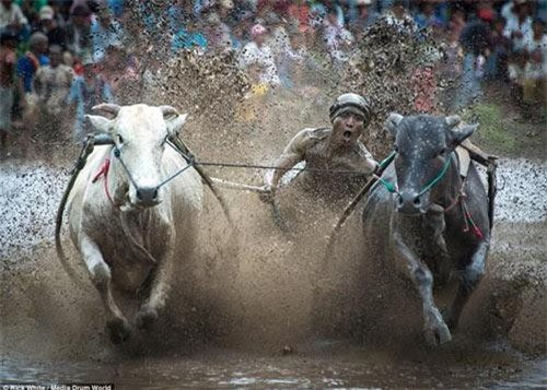 Lễ hội đua bò được tổ chức mừng mùa màng của tộc người Minangkabau ở Tây Sumatra (Indonesia). Lễ hội này đã trở thành một phần trong văn hóa của tộc người này vào cuối mùa vụ. Đây còn gọi là môn thể thao Pacu Jawi truyền thống của bộ tộc người Minangkabau.