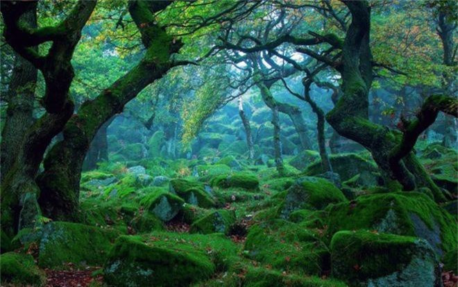 3. Rừng Sherwood và huyền thoại Robin Hood - Sừng sững cây sồi già 1000 năm tuổi: Ngay cả với những người chưa từng đặt chân tới Anh quốc, cái tên rừng Sherwood vẫn rất quen thuộc. Bởi nó gắn liền với anh hùng huyền thoại Robin Hood.